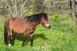 Um Cavalo deliciando-se no pasto sob a brisa primaveril e a grama fresca