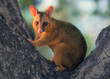 A wild golden colour phase Brushtail Possum (Trichosurus vulpecula) in the bough of a tree in warm light