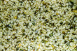 Close-up hemp seeds