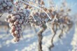 Close-up view of frosty grapes hanging from vines in a snowy landscape, showcasing a serene winter scene in a vineyard.