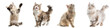 © Sourav Mittal - Cat PNG set - standing photo of happy Australian Mist cat transparent background