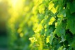 Bright sun rays illuminate vibrant green grape leaves on a vine, highlighting details and textures of the foliage, evoking a sense of growth and freshness in early summer.