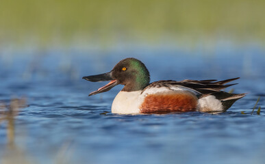 Wall Mural - Northern shoveler - male at a wetland in spring