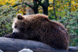 Braunbär (Ursus arctos) ruht auf Baumstamm