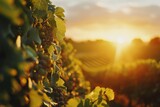 Fototapeta Zwierzęta - A picturesque view of a vineyard bathed in the golden light of a setting sun, with grapevines extending into the horizon.