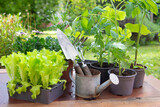 Fototapeta  - gardening tools with lettuce ready to plant  and vegetable seedlings on a table in garden  at springtime