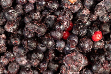 Wall Mural - large number of frozen blueberries with red unripe