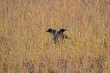 Two Carrion crows foraging in a field, treated with glyphosate