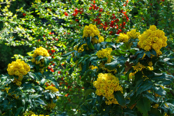 Wall Mural - Soft focus bright yellow color of spring flowers Mahonia Aquifolium against the dark green of the plant. Wonderful natural background for any idea. Selective focus.