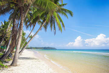 Wall Mural - tropical beach with coconut palm