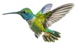 Cute small hummingbird flying in mid air with extended wings realistic design