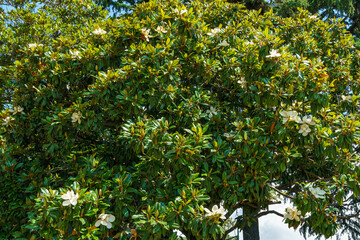 Large white fragrance flowers Evergreen Southern Magnolia (Magnolia Grandiflora) in Sochi. Blooming magnolia on city streets.
