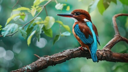 Canvas Print - A White throated Kingfisher perched on a tree branch in the natural habitat