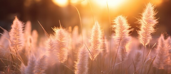 Wall Mural - Sunset over tall grass field