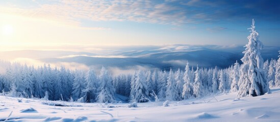 Canvas Print - Snowy trees on mountain with sun