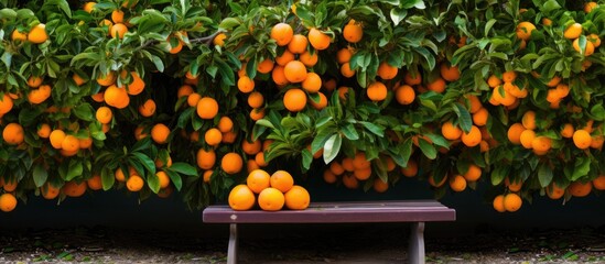 Canvas Print - Bench surrounded by oranges