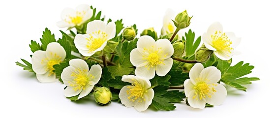 Poster - White flowers and green leaves on a plain surface