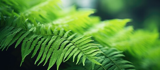 Poster - A lush green fern leaf up close amidst a dark forest backdrop