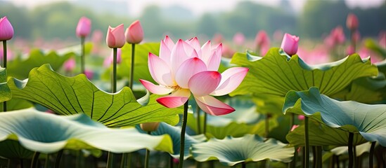 Sticker - Lotus flowers in lush green setting