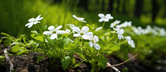 Canvas Print - Many white blooms emerge from the earth