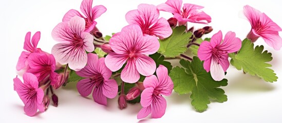 Poster - pink flowers on white background with green leaves