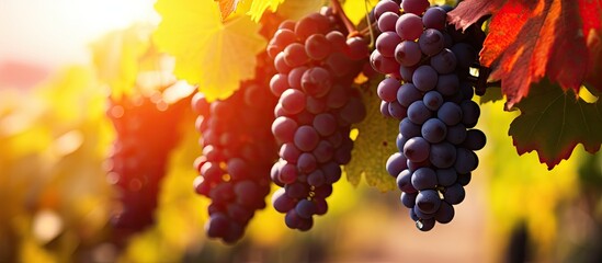 Wall Mural - Grapes on vine