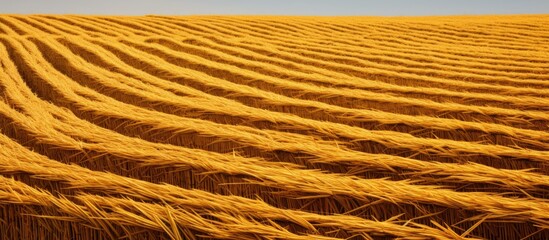 Wall Mural - Wheat fields with a straight row in the center