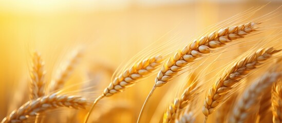 Wall Mural - Wheat field under bright sunlight