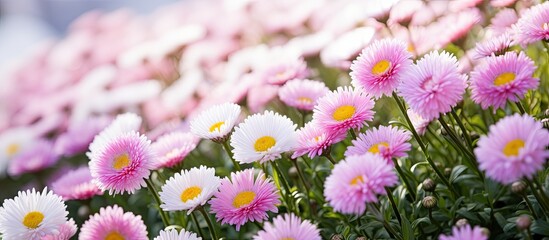 Wall Mural - Flowers blooming in pink and white on meadow under sky