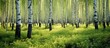 © Ilgun - A cluster of trees in lush forest with tall grass