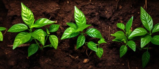 Wall Mural - Three plants emerging from soil