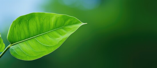 Wall Mural - Green leaf against blue sky