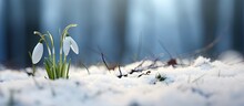 Two Snowdrops Emerging From The Snow