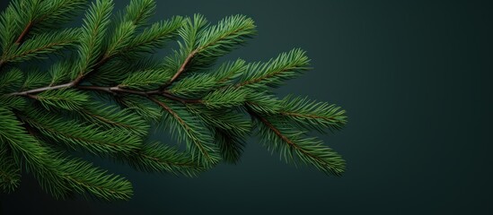 Wall Mural - Close-up of pine branch with lush foliage