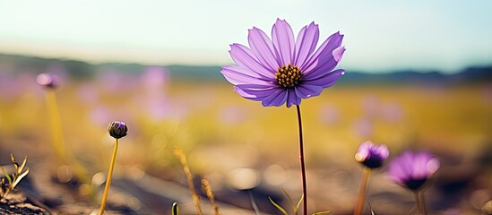 Poster - Purple flowers field under blue sky