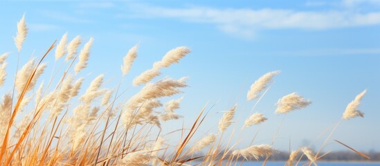 Sticker - Grass waves near serene lake under blue sky