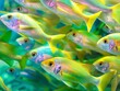 ocean fish close-up, school of fish swimming undewater, green and bright yellow color palette