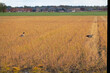 Two Egyptian geese foraging in a field, treated with glyphosate, in the background houses