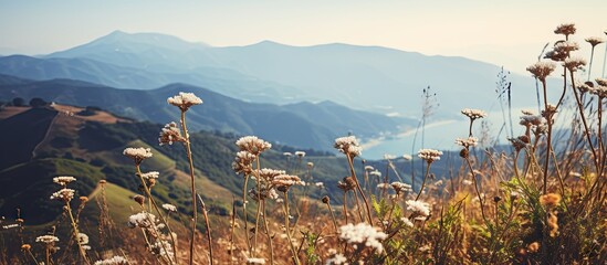 Wall Mural - Mountains behind wildflowers by lake