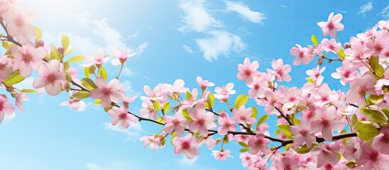 Canvas Print - Tree branch with pink blossoms under blue sky