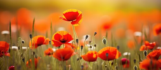 Wall Mural - Field of vibrant poppies under yellow sky