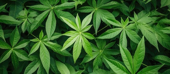 Sticker - Green leaves on a plant