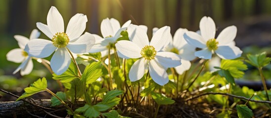 Poster - White flowers blooming amidst green grass