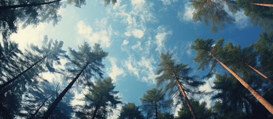 Wall Mural - Tall Trees and Blue Sky in Forest