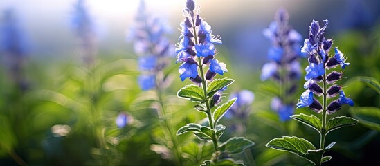 Wall Mural - Blue flowers scattered amidst lush grass