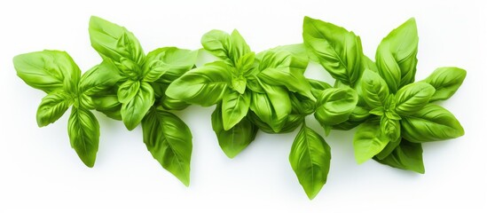 Poster - Fresh basil leaves on a plain white background