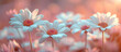 Сhamomile, daisy blossom meadow close up. Spring flower banner, background, wallpaper. Springtime nature bloom theme. Pink colored.	
