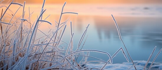 Wall Mural - Plants and shrubs with frost near a body of water