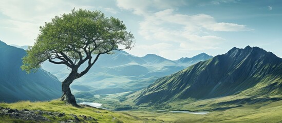 Canvas Print - Tree on a slope overlooking a distant river