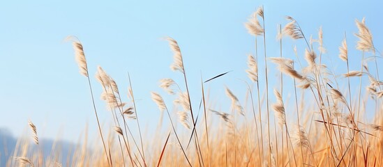 Naklejka na meble Dragonfly hovering above tall grass